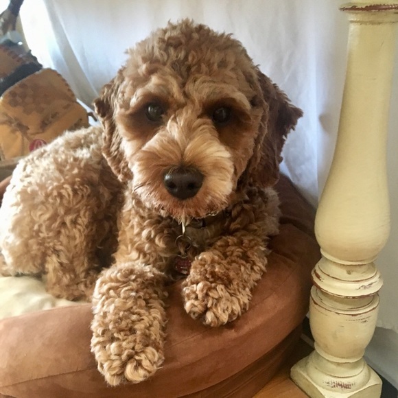 Meet your Posher, Lb - Picture 2 of 6